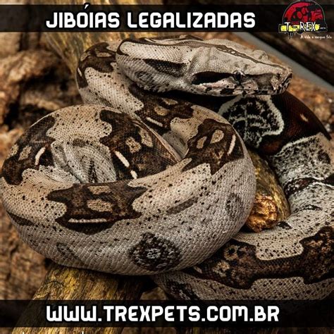 jiboias brasil|jiboia filhote.